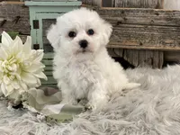 Beckham, a male Bichon Frise for sale in Shipshewana, IN – Photo 1 of 4