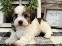 Raider, a male Havanese for sale in Shipshewana, IN – 3 of 6