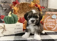 Ruffles, a female Havanese for sale in Shipshewana, IN – 3 of 6