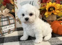 Brody, a male Bichon Frise for sale in Shipshewana, IN – 4 of 6