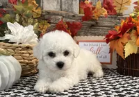 Sheely, a female Bichon Frise for sale in Shipshewana, IN – 4 of 6