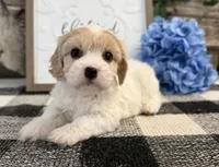 Nash, a male Bichon Frise and Cavalier King Charles Spaniel for sale in Shipshewana, IN – 3 of 6