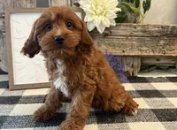 Phelps, a male Cavalier King Charles Spaniel and Poodle - Toy  for sale in Shipshewana, IN – 3 of 6