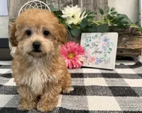 Burgundy, a female Havanese and Poodle - Miniature  for sale in Shipshewana, IN – 4 of 7