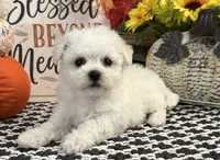 Sully, a male Bichon Frise for sale in Shipshewana, IN – 3 of 6