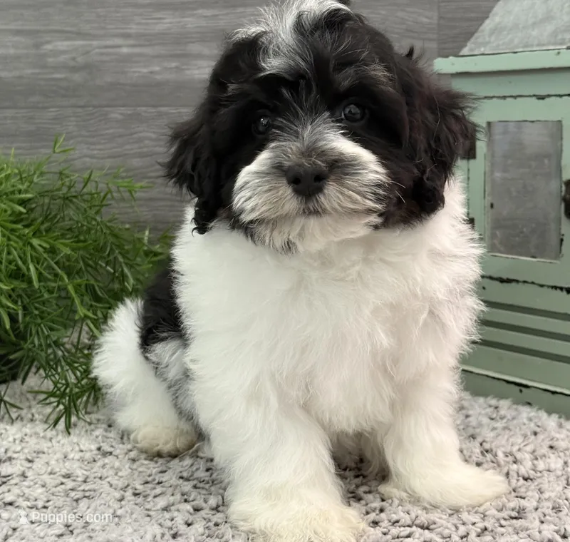 Dallas – Havanese puppy for sale in Shipshewana, IN