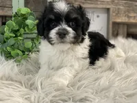 Dallas, a male Havanese for sale in Shipshewana, IN – Photo 1 of 4