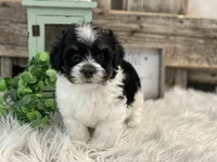 Dallas, a male Havanese for sale in Shipshewana, IN – Photo 2 of 4