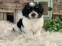 Dallas, a male Havanese for sale in Shipshewana, IN – Photo 3 of 4