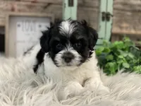Dallas, a male Havanese for sale in Shipshewana, IN – Photo 4 of 4