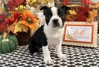 Gretel, a female Boston Terrier for sale in Shipshewana, IN – 2 of 7