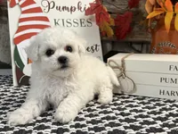 Slater, a male Bichon Frise for sale in Shipshewana, IN – 2 of 6