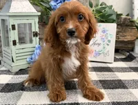 Neiman, a male Cavalier King Charles Spaniel and Poodle - Miniature  for sale in Shipshewana, IN – 3 of 5