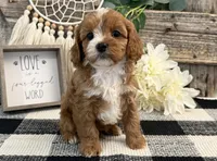 Lexus, a female Cavalier King Charles Spaniel and Poodle - Miniature  for sale in Shipshewana, IN – Photo 2 of 6
