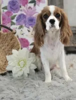 Lexus, a female Cavalier King Charles Spaniel and Poodle - Miniature  for sale in Shipshewana, IN – Photo 6 of 6