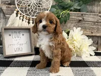 Lexus, a female Cavalier King Charles Spaniel and Poodle - Miniature  for sale in Shipshewana, IN – Photo 4 of 6