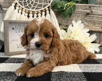 Lexus, a female Cavalier King Charles Spaniel and Poodle - Miniature  for sale in Shipshewana, IN – Photo 3 of 6