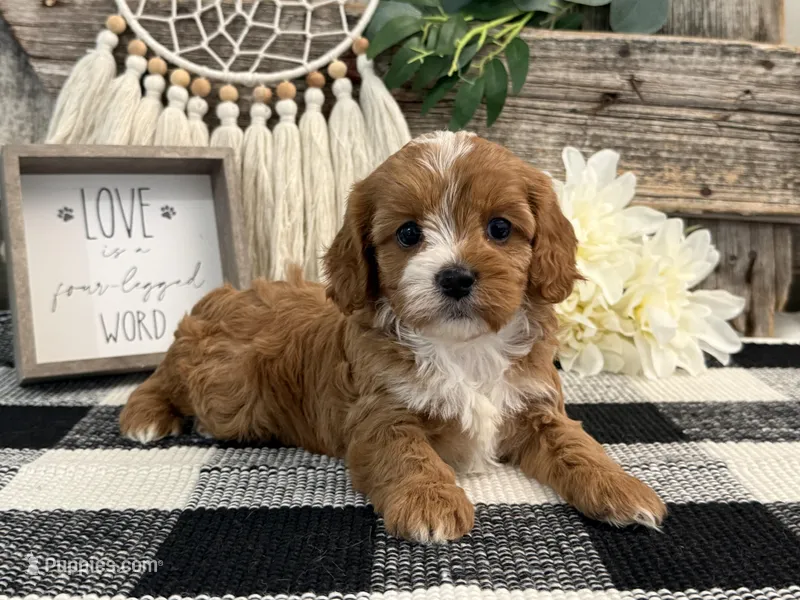 Lexus – Cavalier King Charles Spaniel, Poodle - Miniature  puppy for sale in Shipshewana, IN