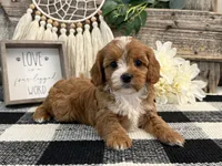Lexus, a female Cavalier King Charles Spaniel and Poodle - Miniature  for sale in Shipshewana, IN – Photo 1 of 6