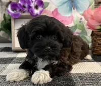 London, a female Havanese and Poodle - Toy  for sale in Shipshewana, IN – 4 of 6