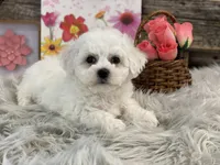 Blessing, a female Bichon Frise for sale in Shipshewana, IN – Photo 3 of 4
