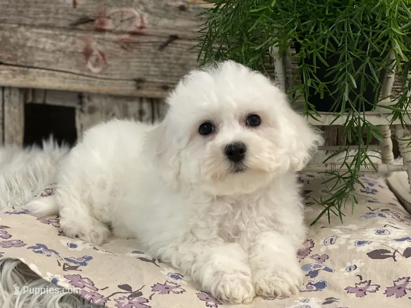 Blessing – Bichon Frise puppy for sale in Shipshewana, IN