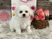 Blessing, a female Bichon Frise for sale in Shipshewana, IN – Photo 4 of 4