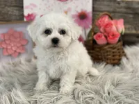 Blessing, a female Bichon Frise for sale in Shipshewana, IN – Photo 1 of 4
