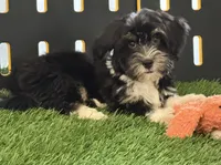 Rio, a male Havanese for sale in Shipshewana, IN – 4 of 7