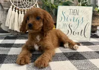 Nala, a female Cavalier King Charles Spaniel and Poodle - Miniature  for sale in Shipshewana, IN – 2 of 6