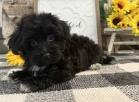 Bronson, a male Havanese and Poodle - Miniature  for sale in Shipshewana, IN – 4 of 6
