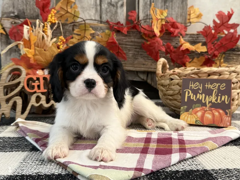 Janson – Cavalier King Charles Spaniel puppy for sale in Shipshewana, IN