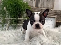 Cruz, a male Boston Terrier for sale in Shipshewana, IN – Photo 2 of 6