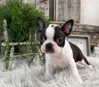 Cruz, a male Boston Terrier for sale in Shipshewana, IN – Photo 4 of 6