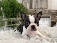 Cruz, a male Boston Terrier for sale in Shipshewana, IN – Photo 3 of 6