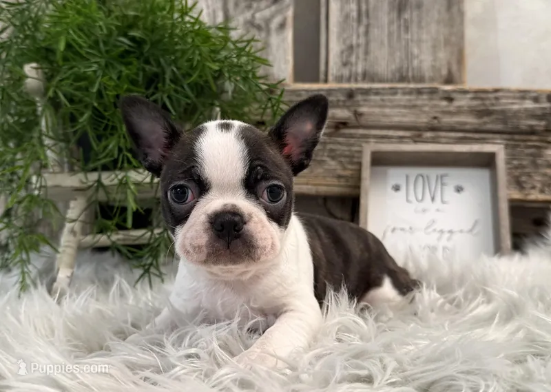 Cruz – Boston Terrier puppy for sale in Shipshewana, IN