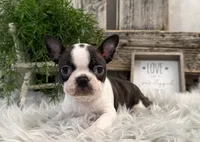Cruz, a male Boston Terrier for sale in Shipshewana, IN – Photo 1 of 6