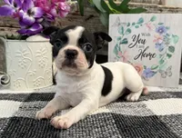 O'Hara, a female Boston Terrier for sale in Shipshewana, IN – 1 of 8