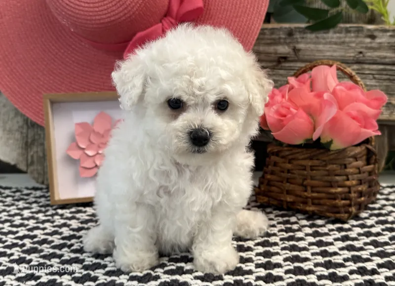 Warsaw – Bichon Frise puppy on hold in Shipshewana, IN