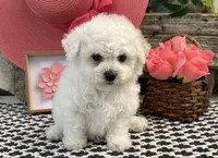Warsaw, a female Bichon Frise for sale in Shipshewana, IN – 1 of 6