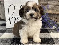 Flint, a male Havanese for sale in Shipshewana, IN – 4 of 6