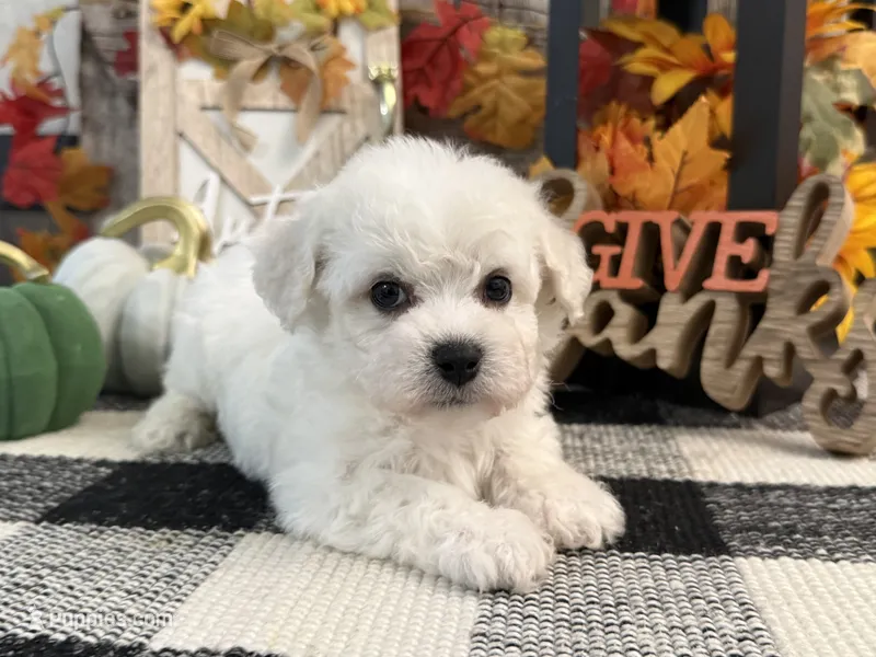 Delia – Bichon Frise puppy for sale in Shipshewana, IN