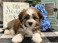 Fletcher, a male Havanese for sale in Shipshewana, IN – 4 of 6