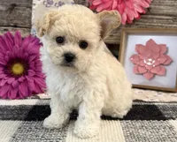 Gracie, a female Bichon Frise and Poodle - Toy  for sale in Shipshewana, IN – 4 of 6