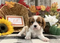 Jazmin, a female Cavalier King Charles Spaniel for sale in Shipshewana, IN – 1 of 6
