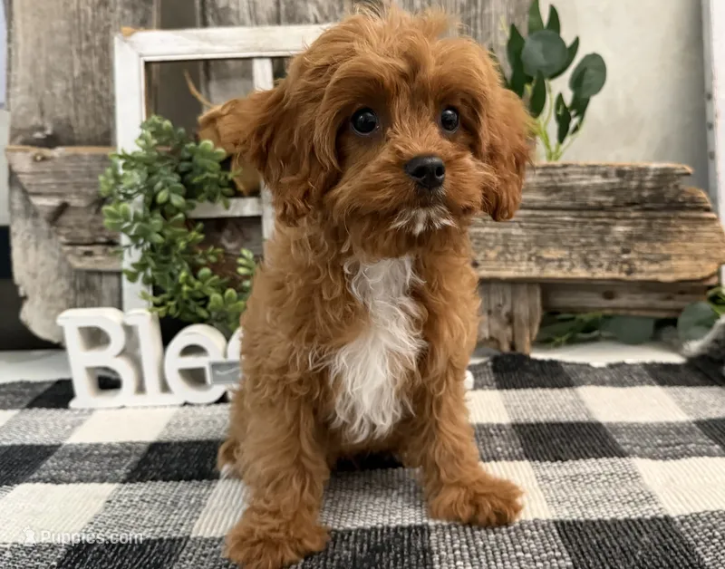 Nolan – Cavalier King Charles Spaniel, Poodle - Miniature  puppy for sale in Shipshewana, IN