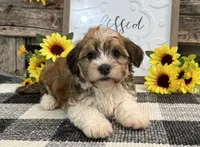 Harris, a male Havanese for sale in Shipshewana, IN – 3 of 6