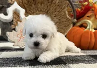 Dreamer, a male Bichon Frise for sale in Shipshewana, IN – 4 of 6