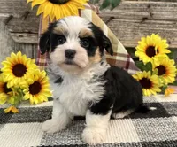 Holly, a female Havanese for sale in Shipshewana, IN – 2 of 6