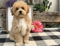 Veda, a female Bichon Frise and Poodle - Toy  for sale in Shipshewana, IN – 2 of 6